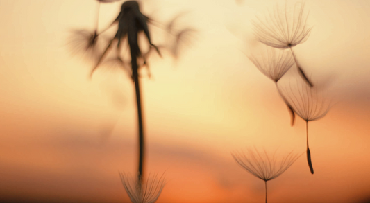 12 Signs Your Dog Has Pollen Allergies
