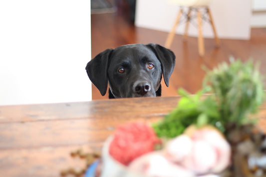 What Are Meat Meals in Dog Food?