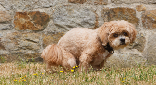 A Comprehensive Guide to Dog Poop - What Pet Owners Need to Know