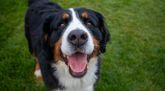 Do Dogs Have Food Allergies? - A Nutrition Guide for Pet Owners
