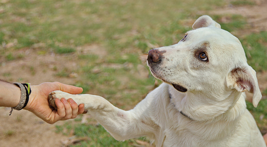 Dog Behaviour Training - Keeping a Check on Your Dog