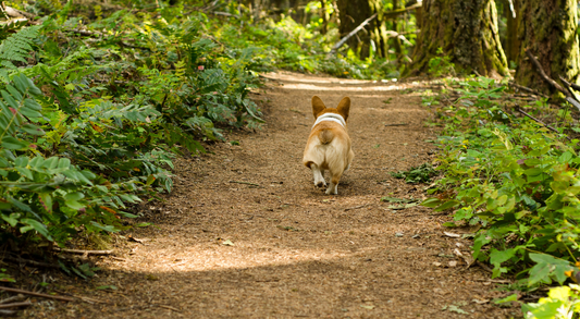 Dog Won't Come When Called? - Try These Easy Methods