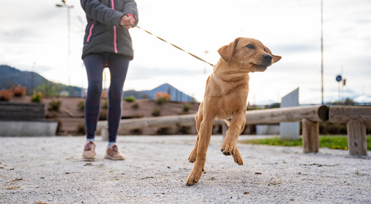 Dog Pulling on the Lead? - Here Is How to Stop It