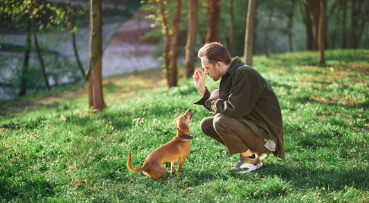 Dog Training Guide