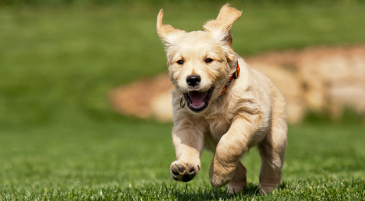 Feeding a New Puppy: An Easy Guide