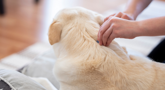 Flea Treatment for Your Dog - A Complete Guide for Pet Owners