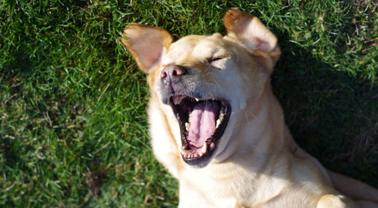 Managing Your Dog's Weight