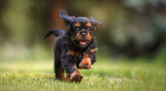 Potty Training Your Puppy - A Comprehensive Guide