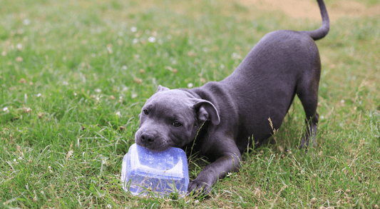 Reasons Why Your Puppy Bites and How to Stop It
