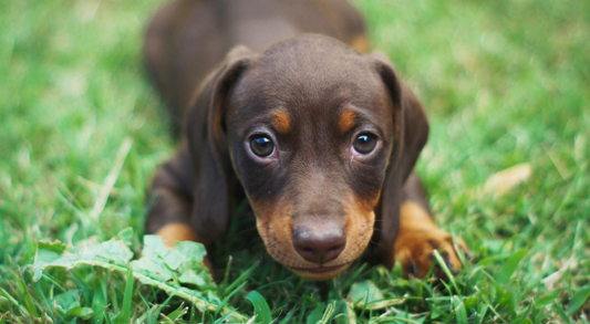Taking Care of a Newborn Puppy (Week 1 to Week 12)