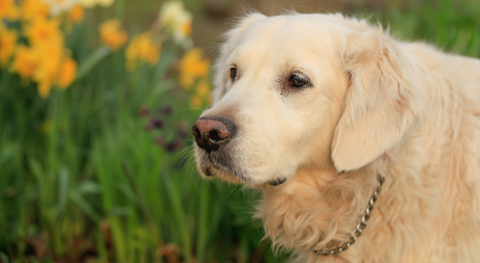Tips to Manage a Dog with Arthritis