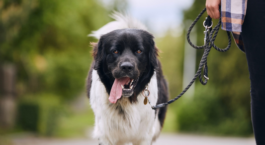 Training Your Dog to Walk - A Comprehensive Guide