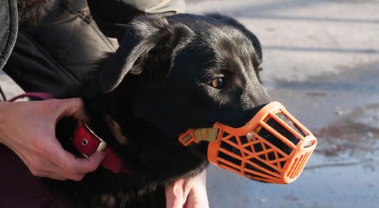 Training an Aggressive Dog as a Pet Parent
