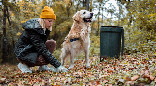 What Does Unhealthy Dog Poop Look Like?
