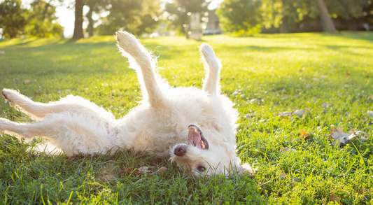Why Is My Dog So Itchy - Common Causes and Solutions