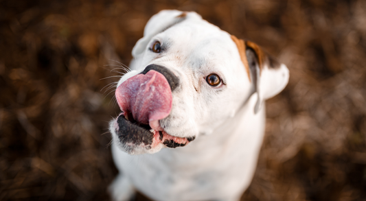 Why Does My Dog Eat Poop? Tips to Break the Habit