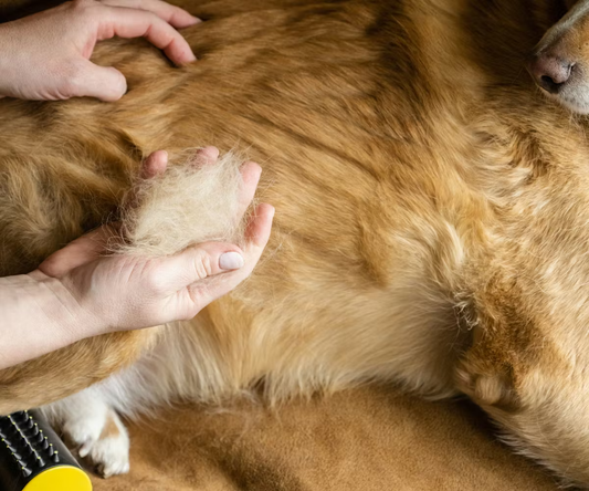 Dog Shedding Explained - Plus Diet Tips for Nutritional Support.