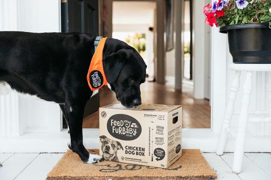 6 Reasons to Try My Furbaby