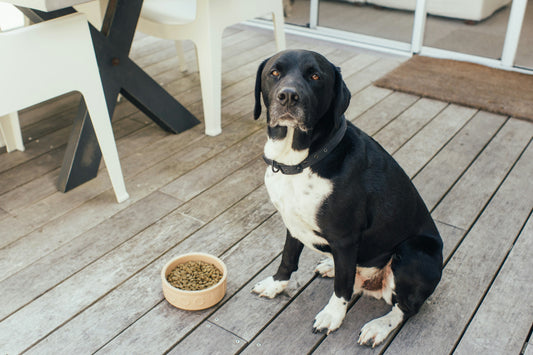 Tips for Feeding Fussy Dogs