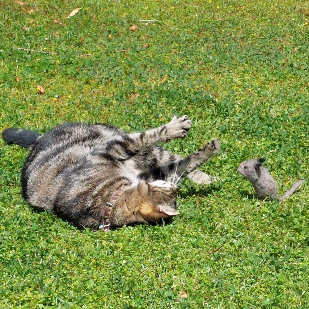 Cat Toys - Wool Mice (2 Pack)