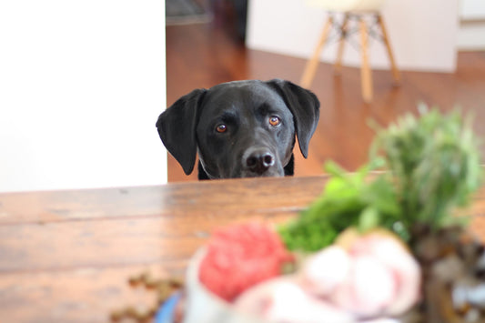 What Are Meat Meals in Dog Food?