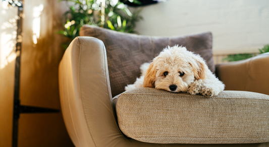 Guide to Training Your Dog with Anxiety