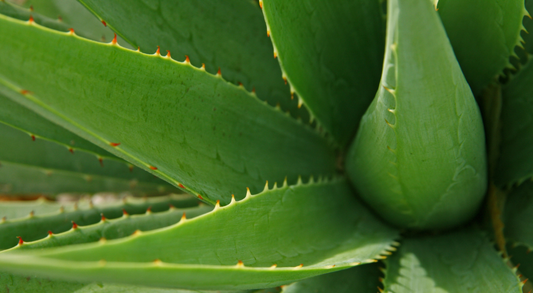 Home remedies for dogs with skin allergies