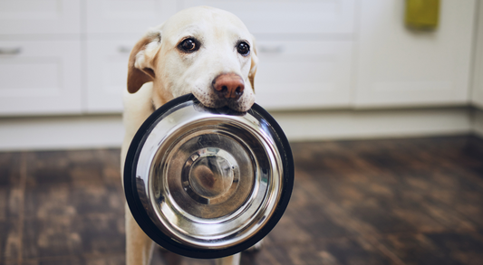 Best Food for Dogs with Allergies