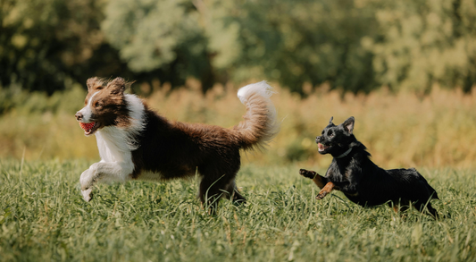 Dog Allergies Guide