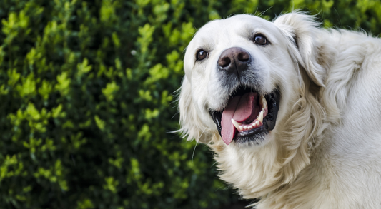 Dog Care Guide for New Dog Parents