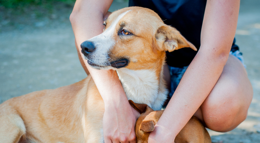 How Many Times a Day Should a Dog Poop?