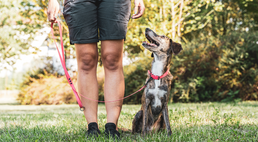 How to Prevent Your Dog from Jumping and Biting on Walks