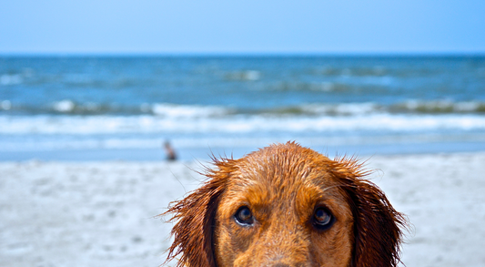 Summer safety tips to keep your dog cool