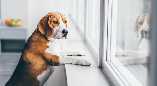 Leaving Your Dog Alone at Home - Here Is What Pet Owners Should Know