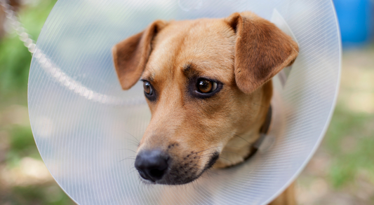 Tips for Helping Your Dog Through Injury or Illness