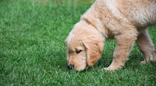 Tips to Make Your Dog Poop and Pee Quickly