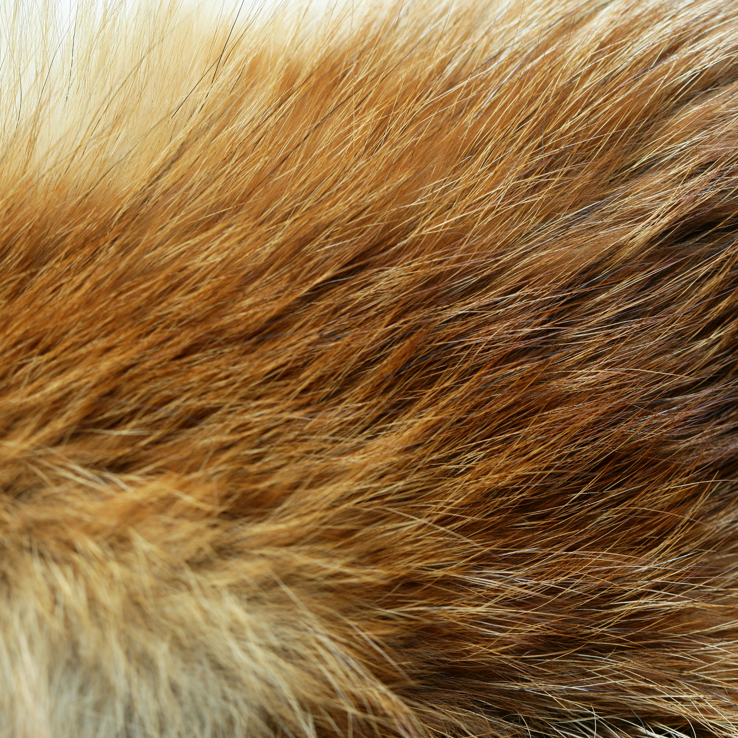 Flea Treatments for Cats