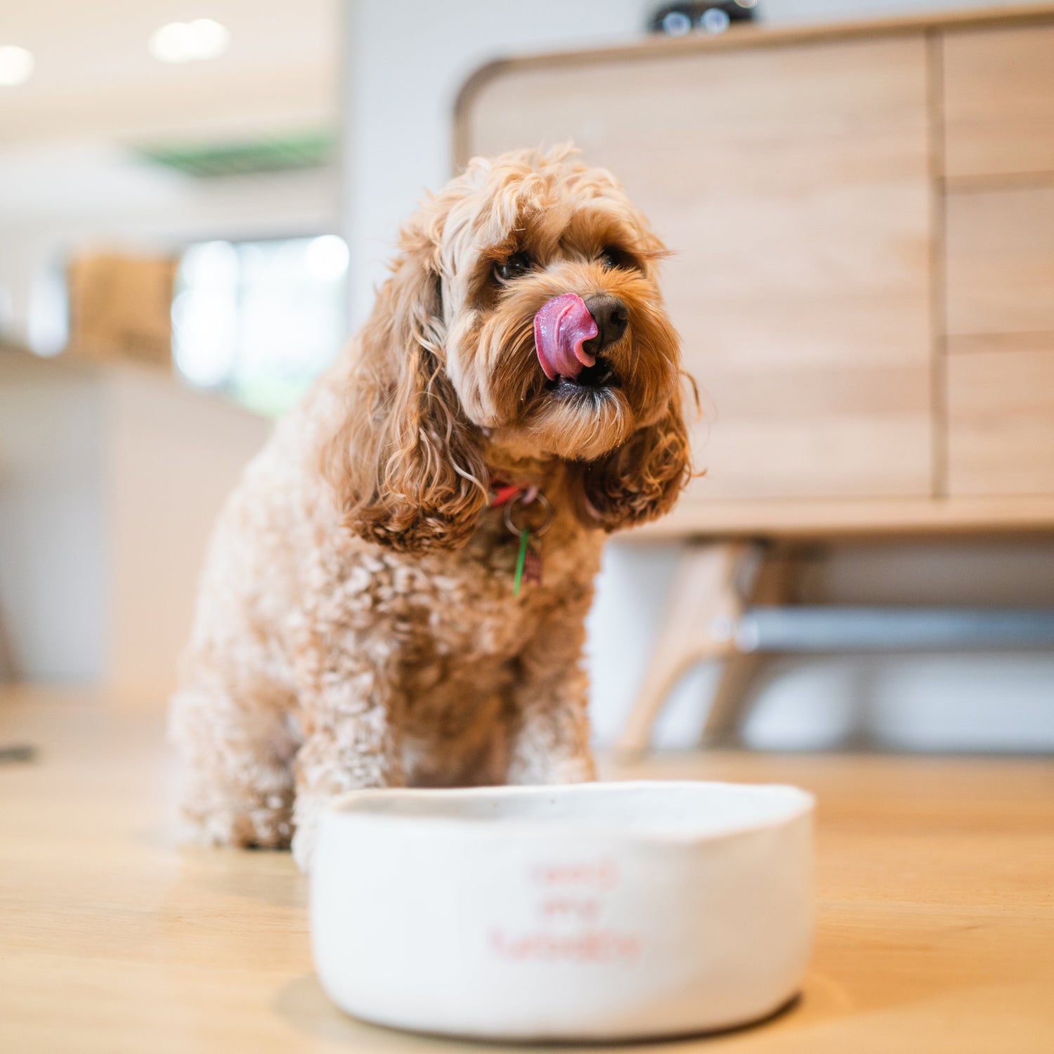 Dog Food Products All