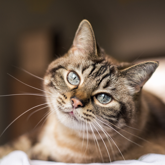 Pet Cover - Feline Favourites Bundle