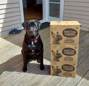 Luna with myFurbaby dog food