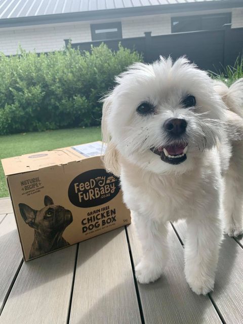 Millie with myFurbaby dog food