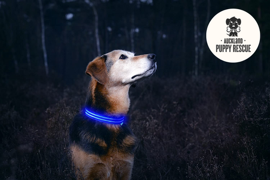 1kg Food Donation + Free LED Collar