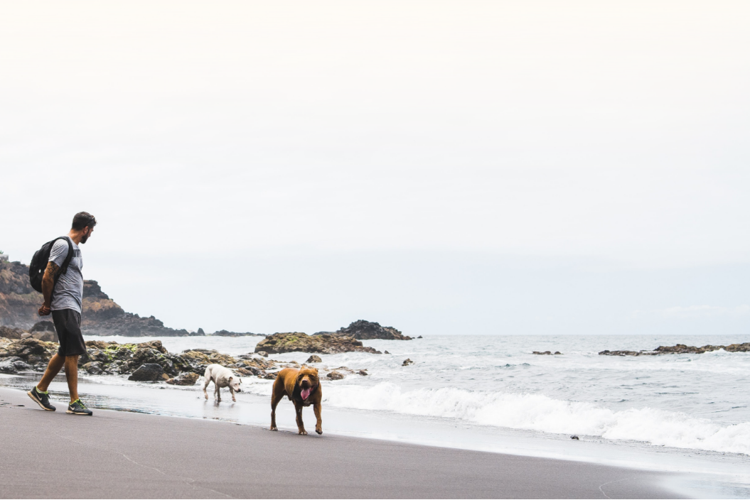 dogs walking on a beach showing how we need to look after our pets and our planet with sustainable dog food
